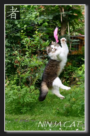NINJA CAT