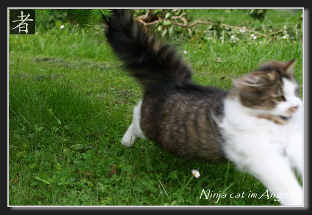 Ninja cat im Angriff
