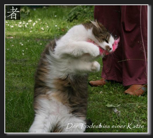 Der Todesbiss einer Katze
