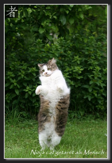 Ninja cat getarnt als Mensch