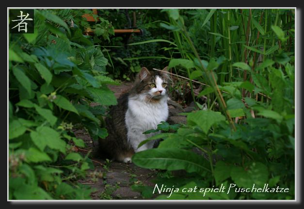 Ninja cat spielt Puschelkatze