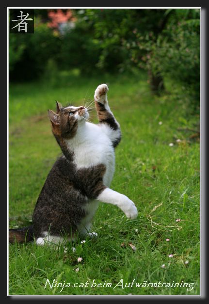 Ninja cat beim Aufw�rmtraining