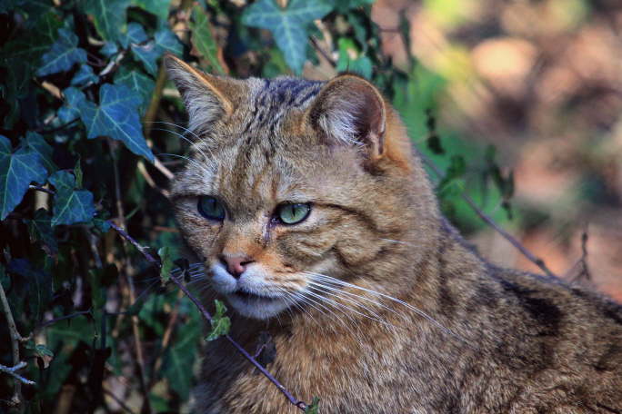 Wildkatzte