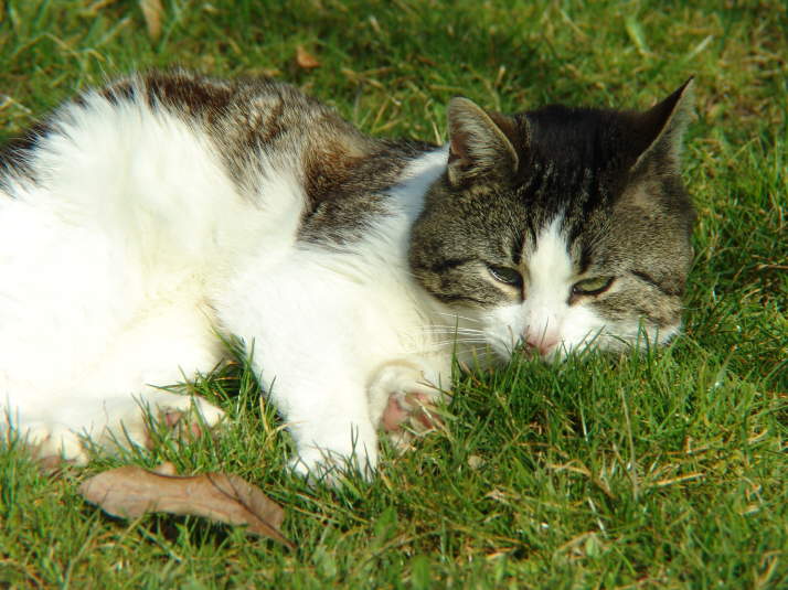 DSC00032a