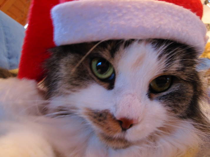 Weihnachtskatze