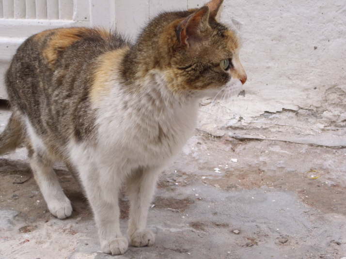 Katze in Marokko