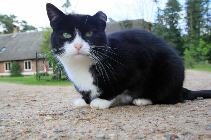halbes Ohr im Kampf verloren