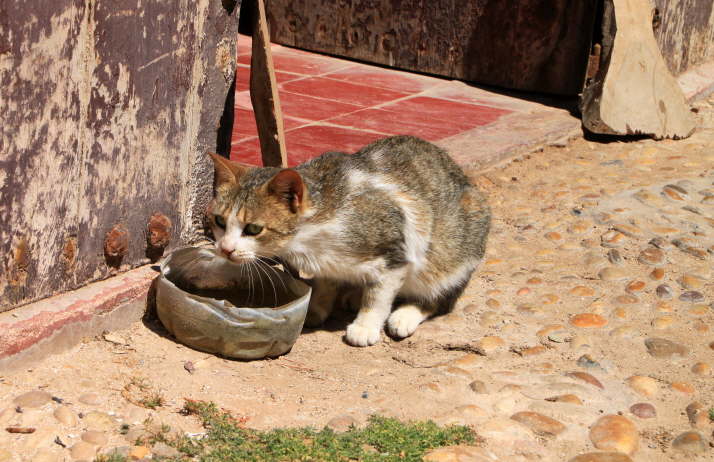 Katze