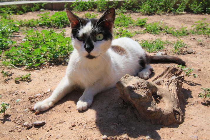 Katze in Marokko