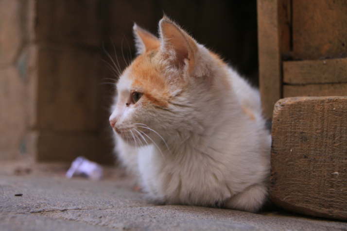 Roter Kater