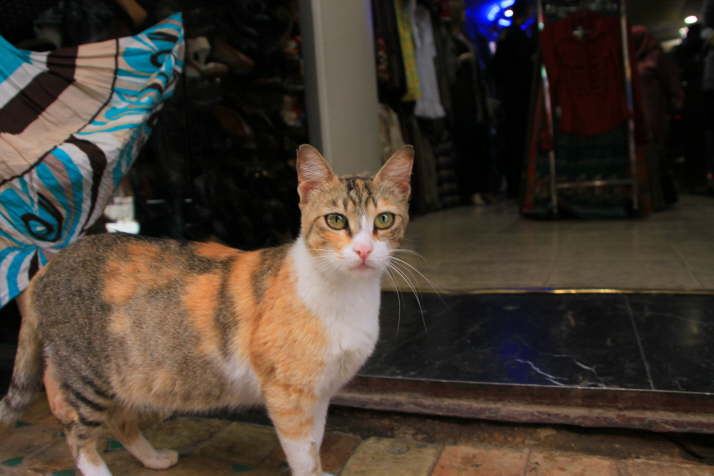 Katze vor Laden