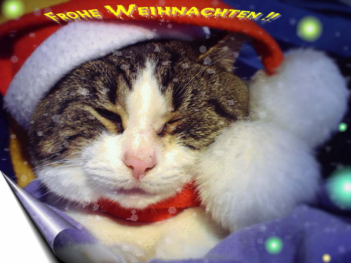 Weihnachtskatze