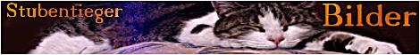 Katzenbilder